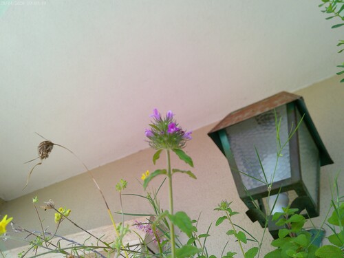 Wild basil (Clinopodium vulgare)