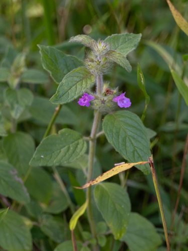 Wild basil (Clinopodium vulgare)