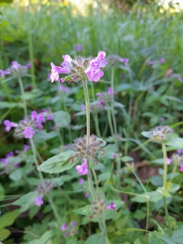 Wild basil (Clinopodium vulgare)