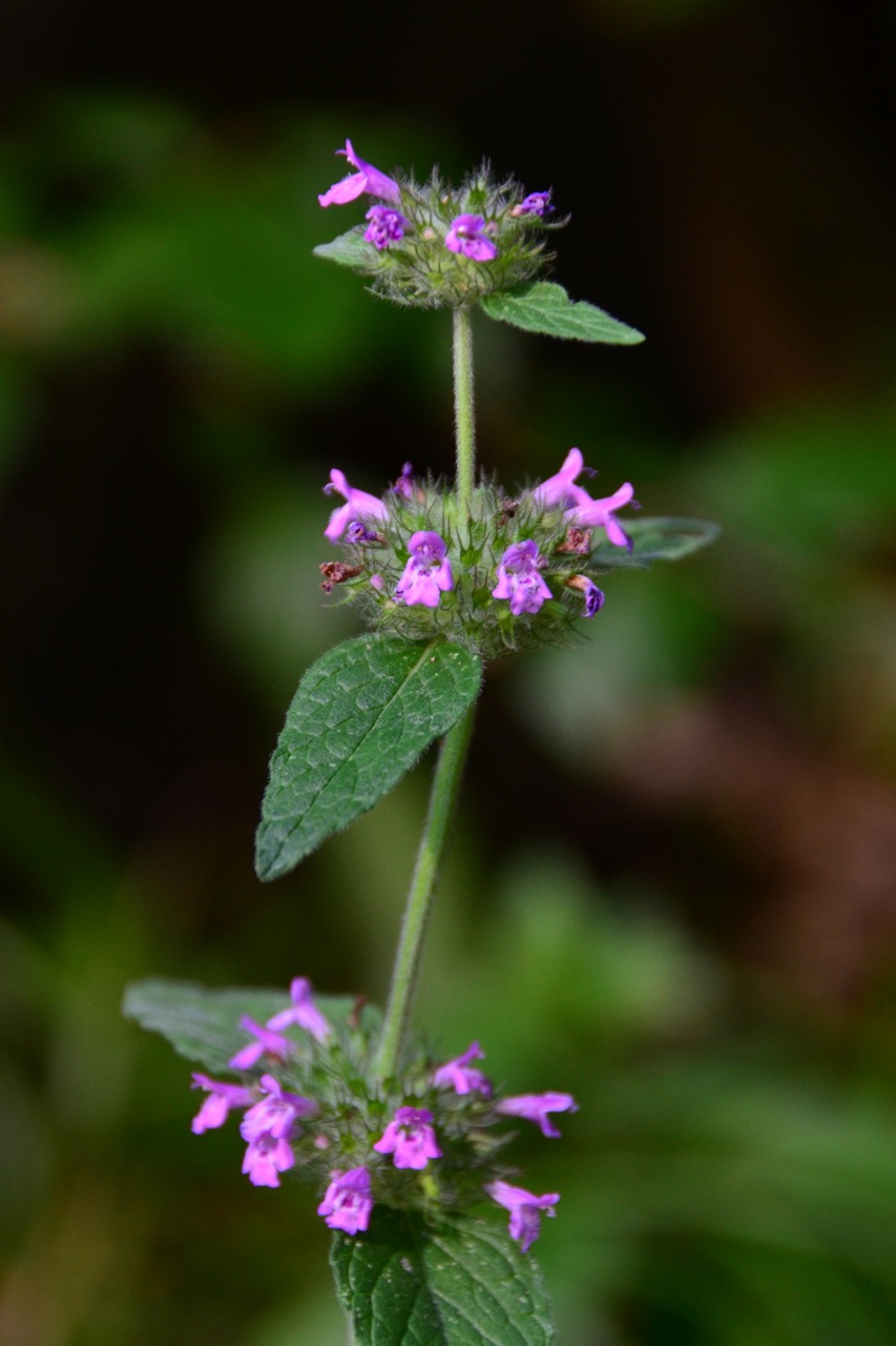 Wild basil: Clinopodium vulgare