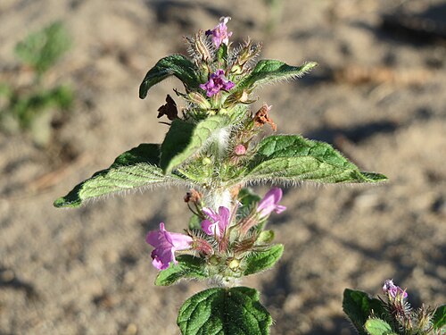 Wild basil: Gemeiner Wirbeldost ( Clinopodium vulgare ) in der Schwetzinger Hardt