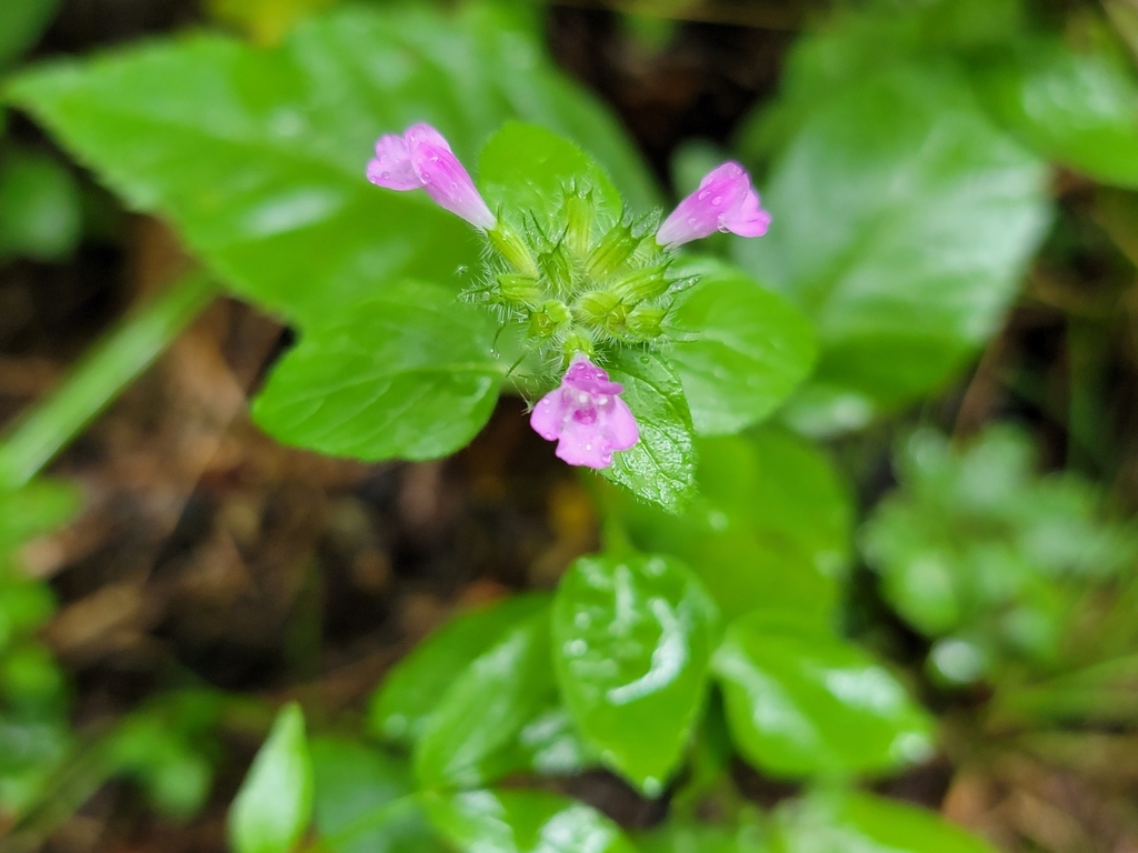 Wild basil (Clinopodium vulgare)