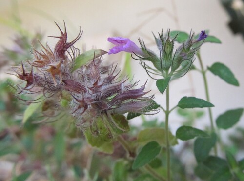 Wild basil (Clinopodium vulgare)