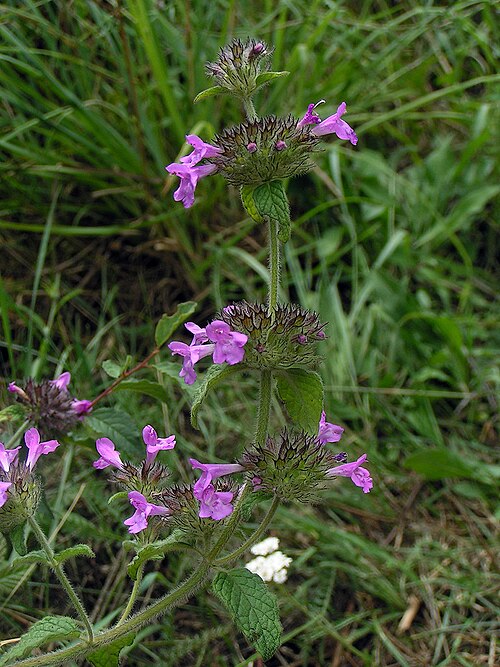 Wild basil (Clinopodium vulgare)