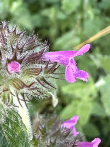Wild basil (Clinopodium vulgare)