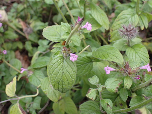 Wild basil (Clinopodium vulgare)