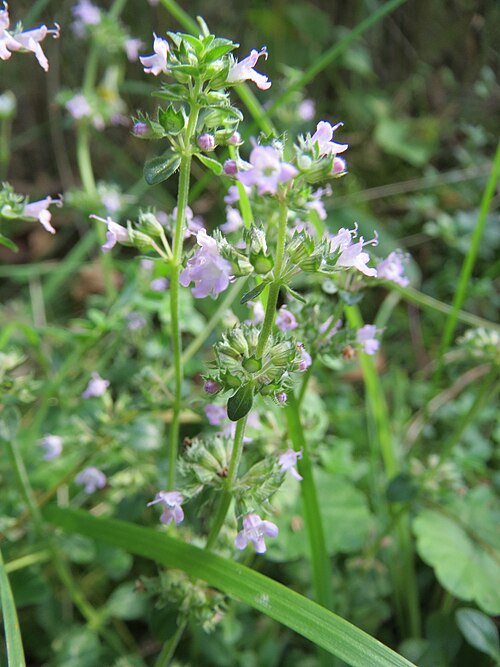 Wild basil: Gemeiner Wirbeldost ( Clinopodium vulgare ) im Schwetzinger Hardt