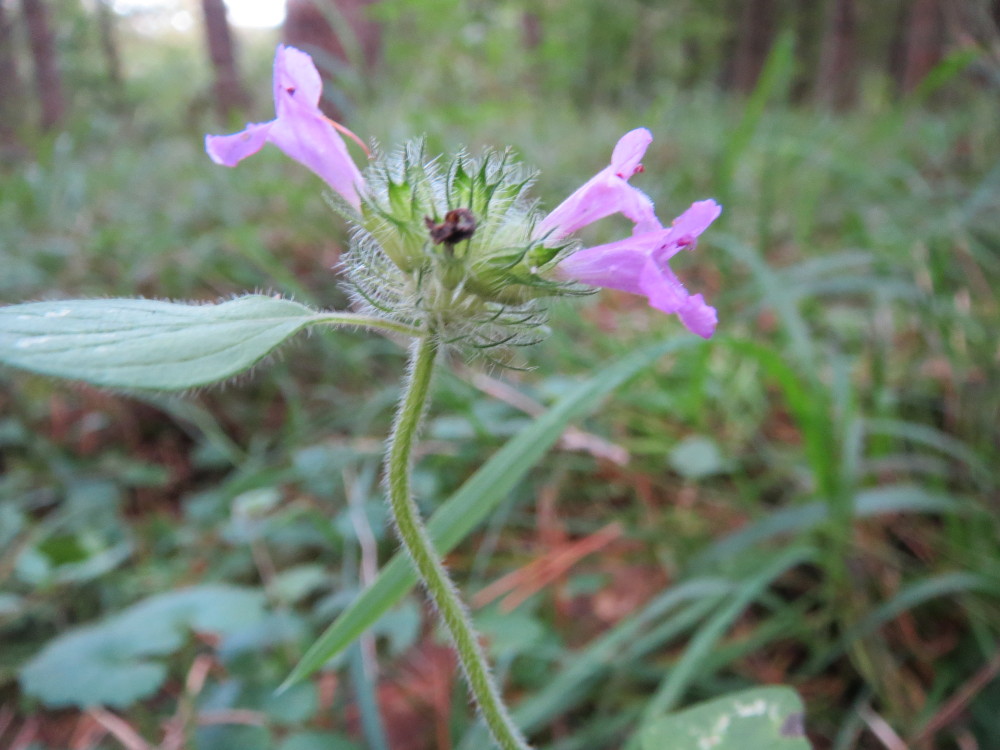 Wild basil: Gemeiner Wirbeldost ( Clinopodium vulgare ) auf dem Saupferchbuckel im Schwetzinger Hardt