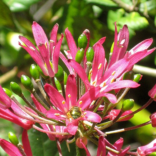 Andrew's clintonia: Clintonia andrewsiana at Kruse Rhododendron State Natural Reserve, California, USA