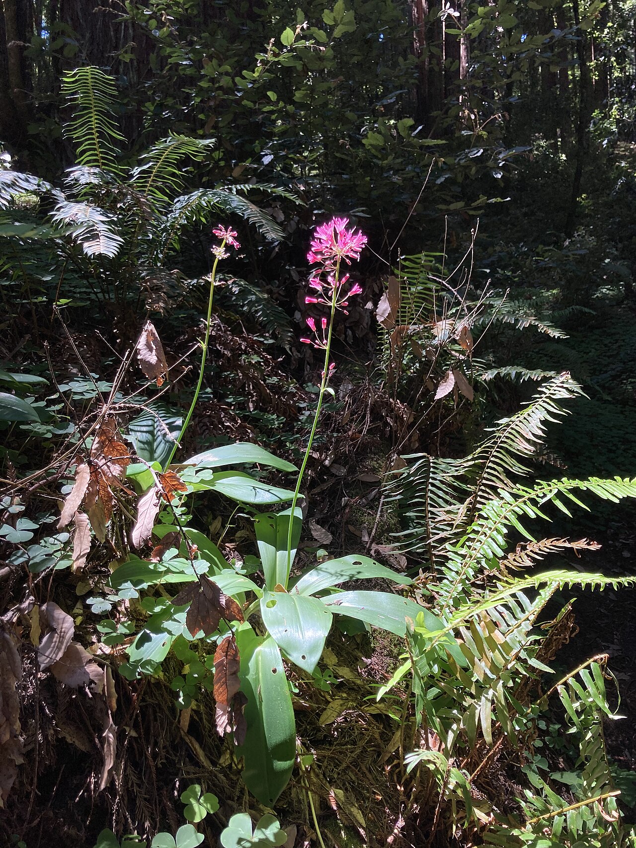 Andrew's clintonia: Clintonia andrewsiana at Nisene Marks Park.