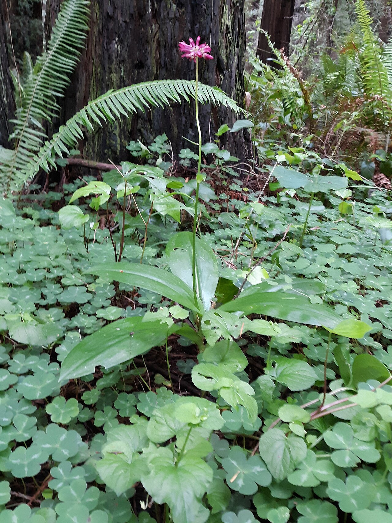 Andrew's clintonia: A common shade-loving native plant, in a bed of redwood sorrel at the base of a coast redwood tree.