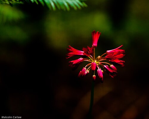 Andrew's clintonia: Thanks to Marlin Harms for identifying this as Clintonia andrewsiana. Taken just after sunset at ISO 1600 in a redwood forest in Humboldt county, California.