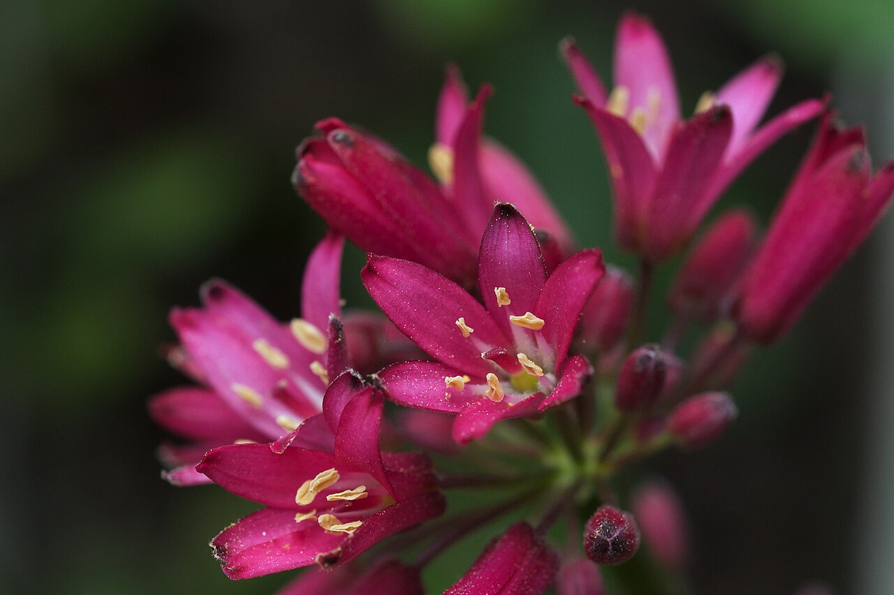 Andrew's clintonia: Species from California and Oregon Common name: Andrew's clintonia Photographed at Kruse Rhododendron State Natural Reserve, Sonoma County, California