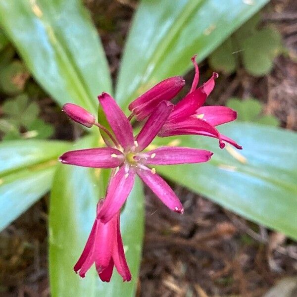 Andrew's clintonia (Clintonia andrewsiana)