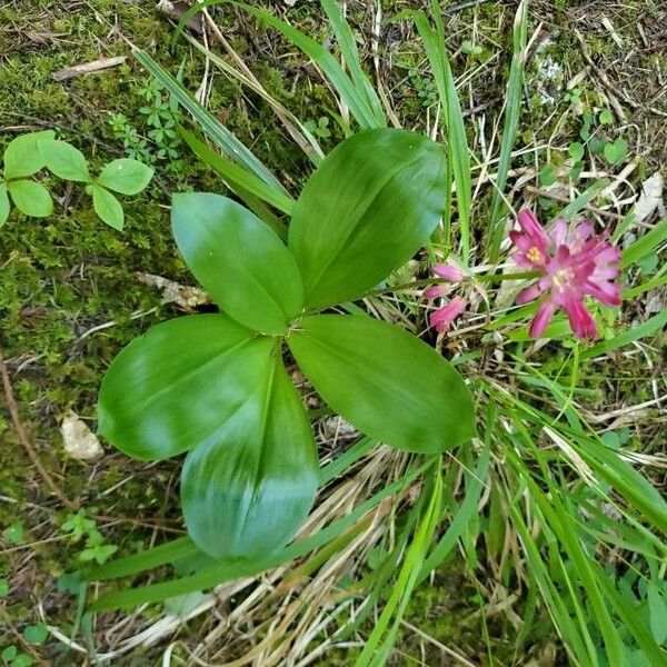 Andrew's clintonia (Clintonia andrewsiana)