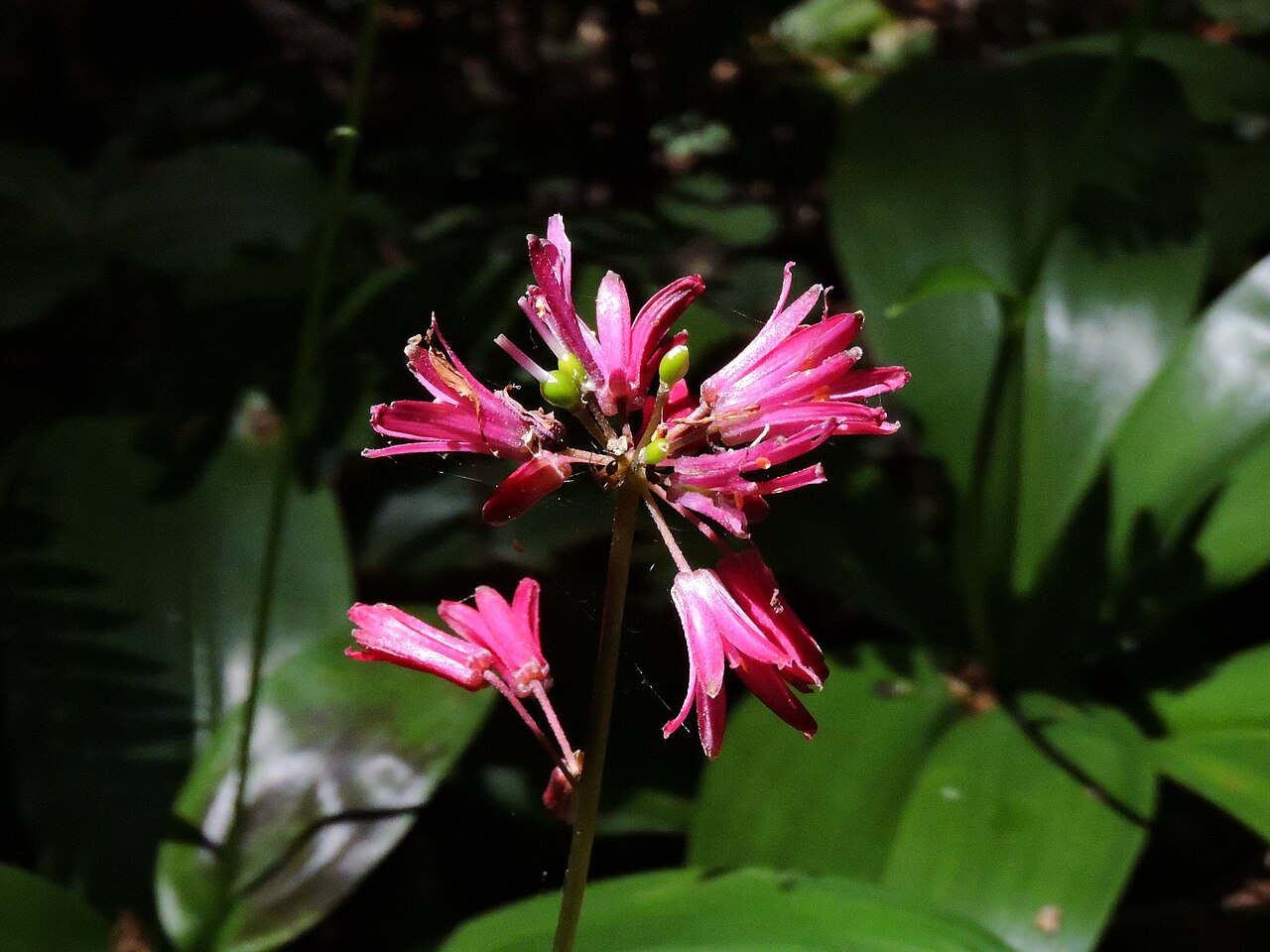 Andrew's clintonia: Clintonia andrewsiana, photo June 8, 2019, Rohner Park Redwood Forest, Fortuna, CA, USA