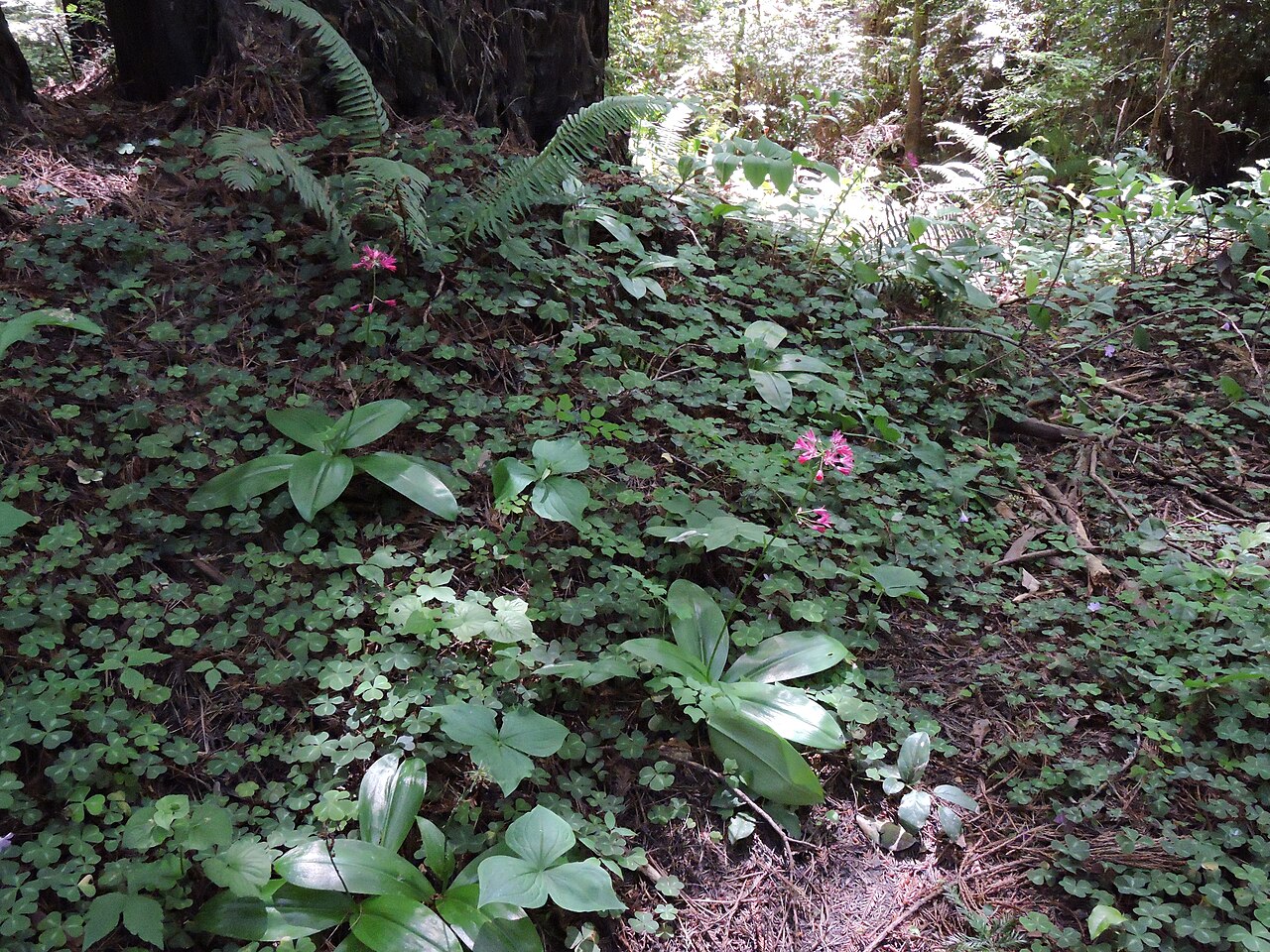 Andrew's clintonia: Clintonia andrewsiana, photo June 8, 2019, Rohner Park Redwood Forest, Fortuna, CA, USA