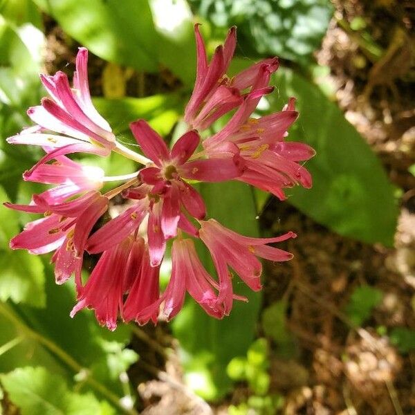Andrew's clintonia (Clintonia andrewsiana)
