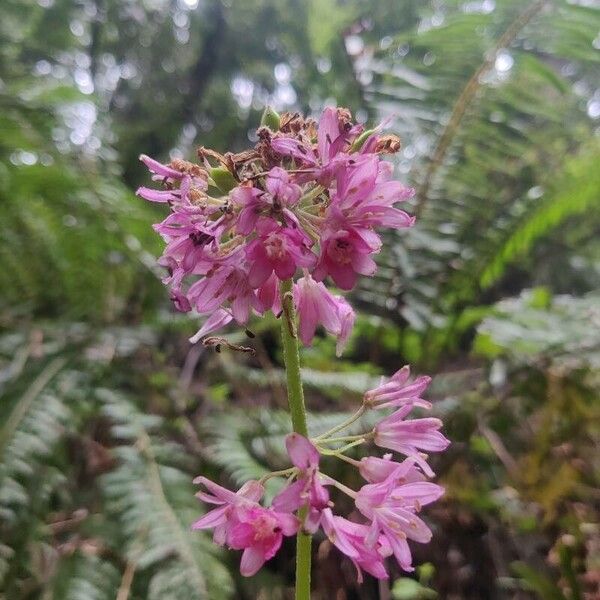 Andrew's clintonia (Clintonia andrewsiana)