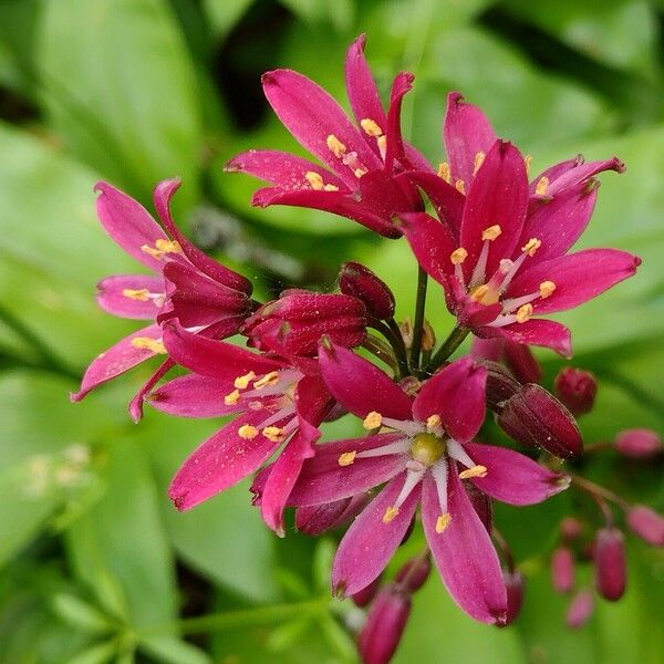 Andrew's clintonia (Clintonia andrewsiana)