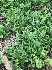 Bluebead (Clintonia borealis)