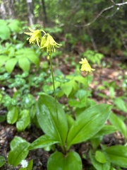 Bluebead (Clintonia borealis)