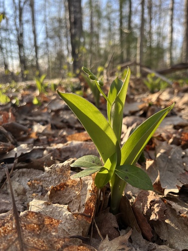 Bluebead (Clintonia borealis)