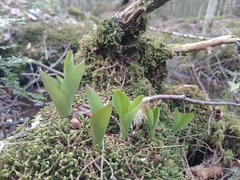 Bluebead (Clintonia borealis)