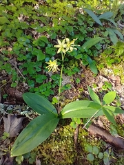 Bluebead (Clintonia borealis)