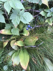 Bluebead (Clintonia borealis)