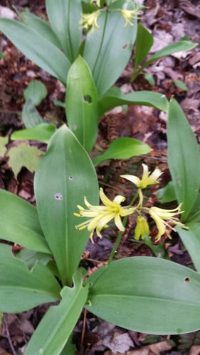 Bluebead (Clintonia borealis)