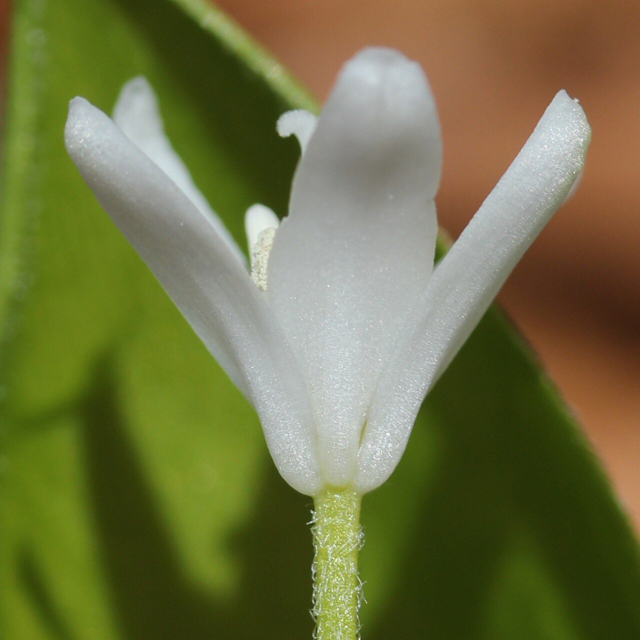 Clintonia udensis: Clintonia udensis in Mount Akausagi, Ōno, Fukui prefecture, Japan.