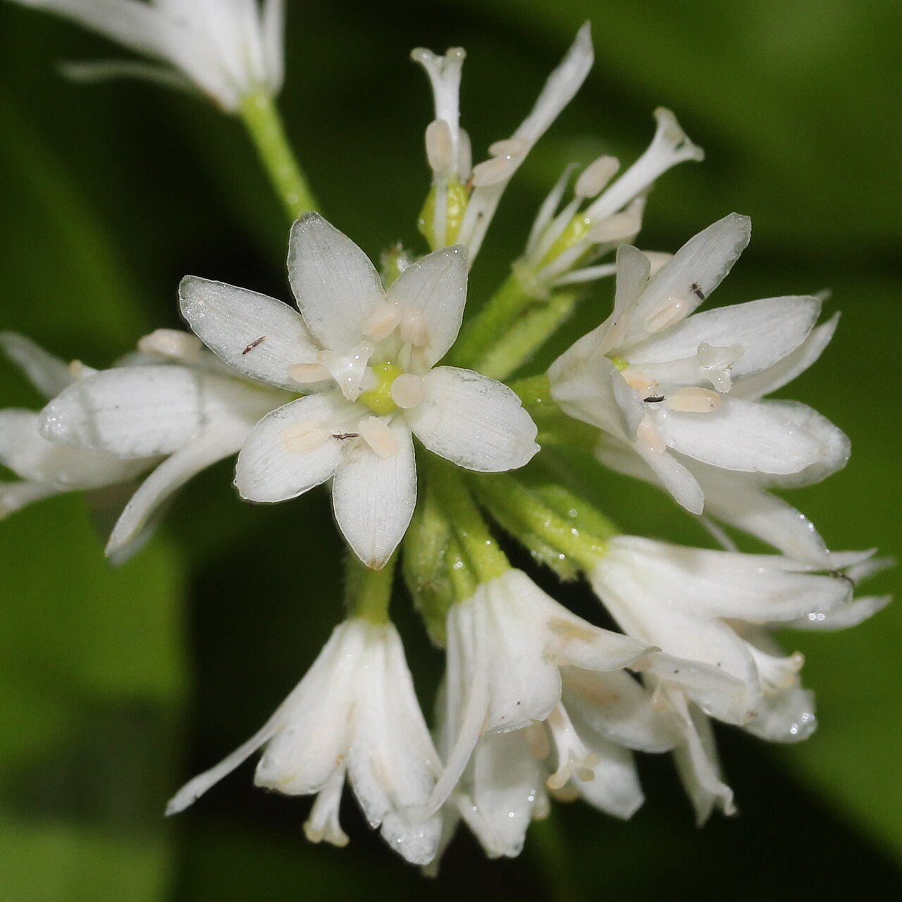 Clintonia udensis: Clintonia udensis in Mount Mominuka, Hida, Gifu prefecture, Japan.
