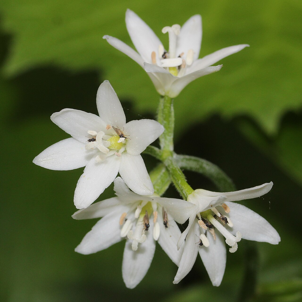 Clintonia udensis: Clintonia udensis in Mount Mominuka, Hida, Gifu prefecture, Japan.