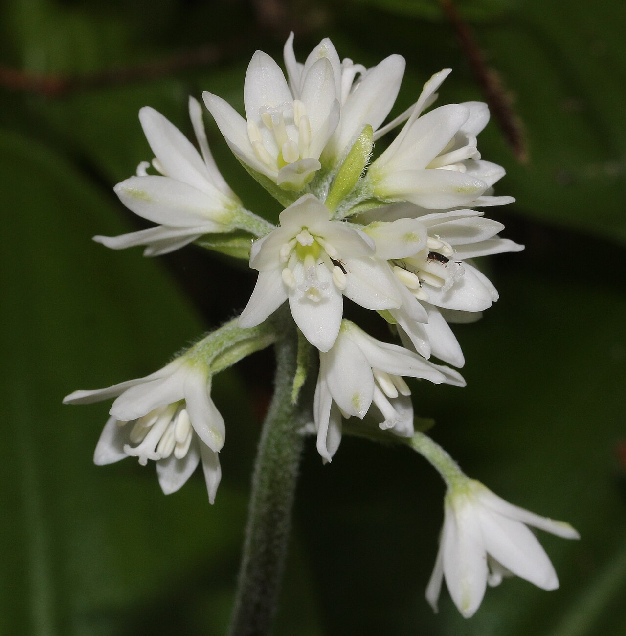 Clintonia udensis: Clintonia udensis in Mount Sannomine of Ryōhaku Mountains, Ōno Fukui prefecture, Japan.