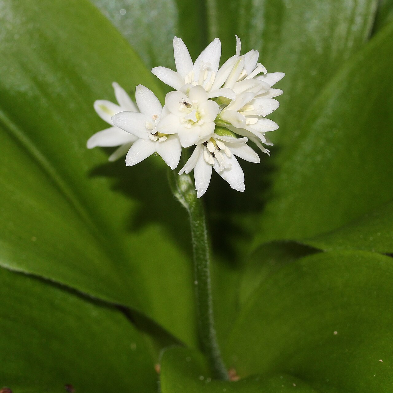 Clintonia udensis: Clintonia udensis in Mount Mominuka, Hida, Gifu prefecture, Japan.