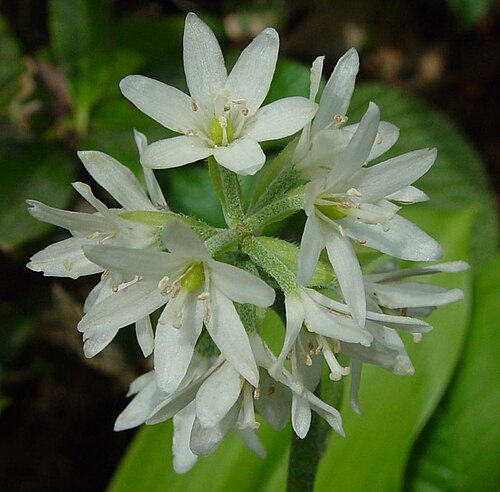 Clintonia udensis: Clintonia udensis in Mount Choshi