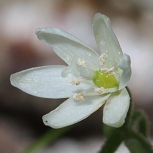 Clintonia udensis: Clintonia udensis in Mount Tsubakuro, Nagano prefecture, Japan.