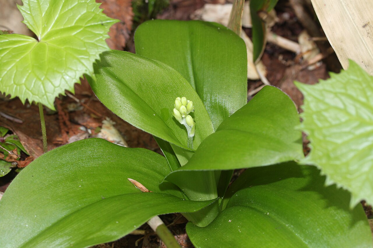 Clintonia udensis: Clintonia udensis in Mount Mominuka, Hida, Gifu prefecture, Japan.
