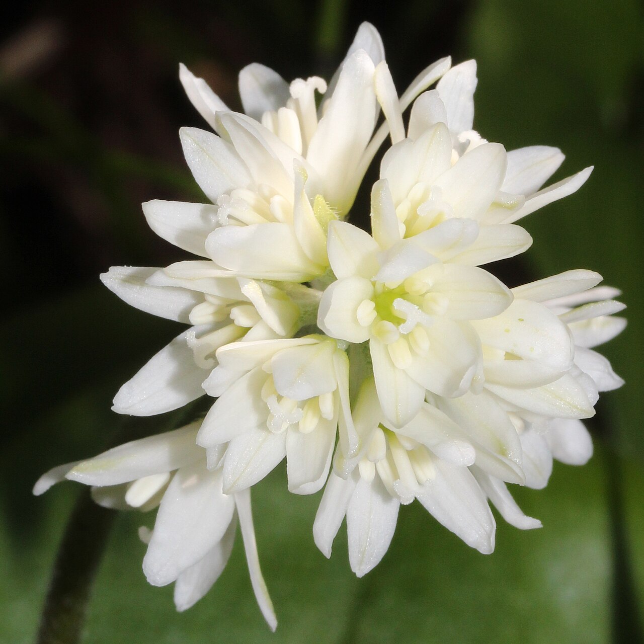 Clintonia udensis: Clintonia udensis in Mount Chōshi, Gujō, Gifu prefecture, Japan.