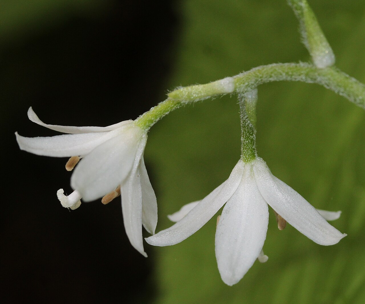 Clintonia udensis: Clintonia udensis in Mount Mominuka, Hida, Gifu prefecture, Japan.