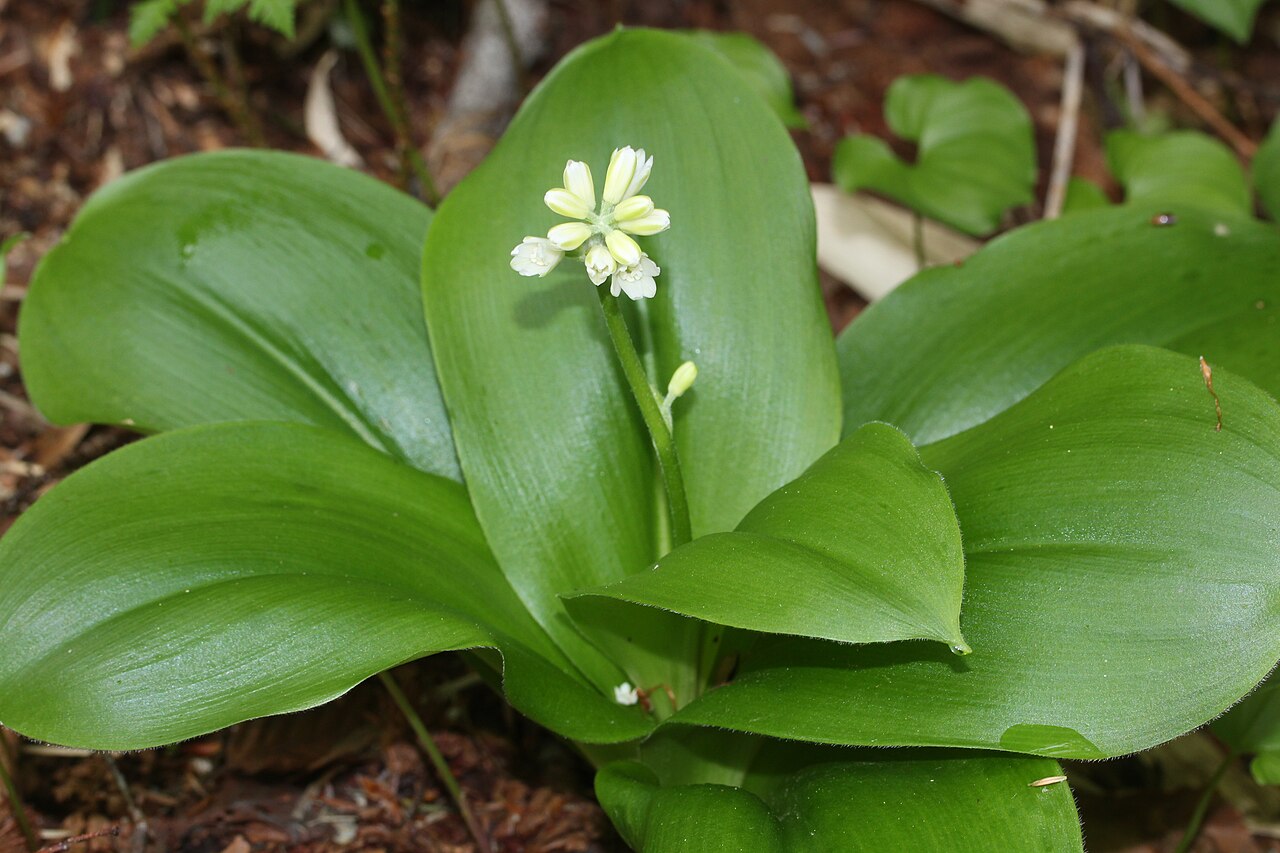 Clintonia udensis: Clintonia udensis in Mount Mominuka, Hida, Gifu prefecture, Japan.
