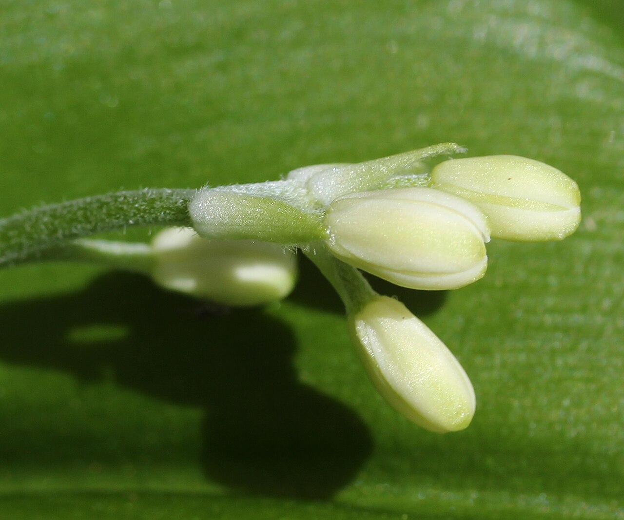 Clintonia udensis: Clintonia udensis in Mount Akausagi, Ōno, Fukui prefecture, Japan.