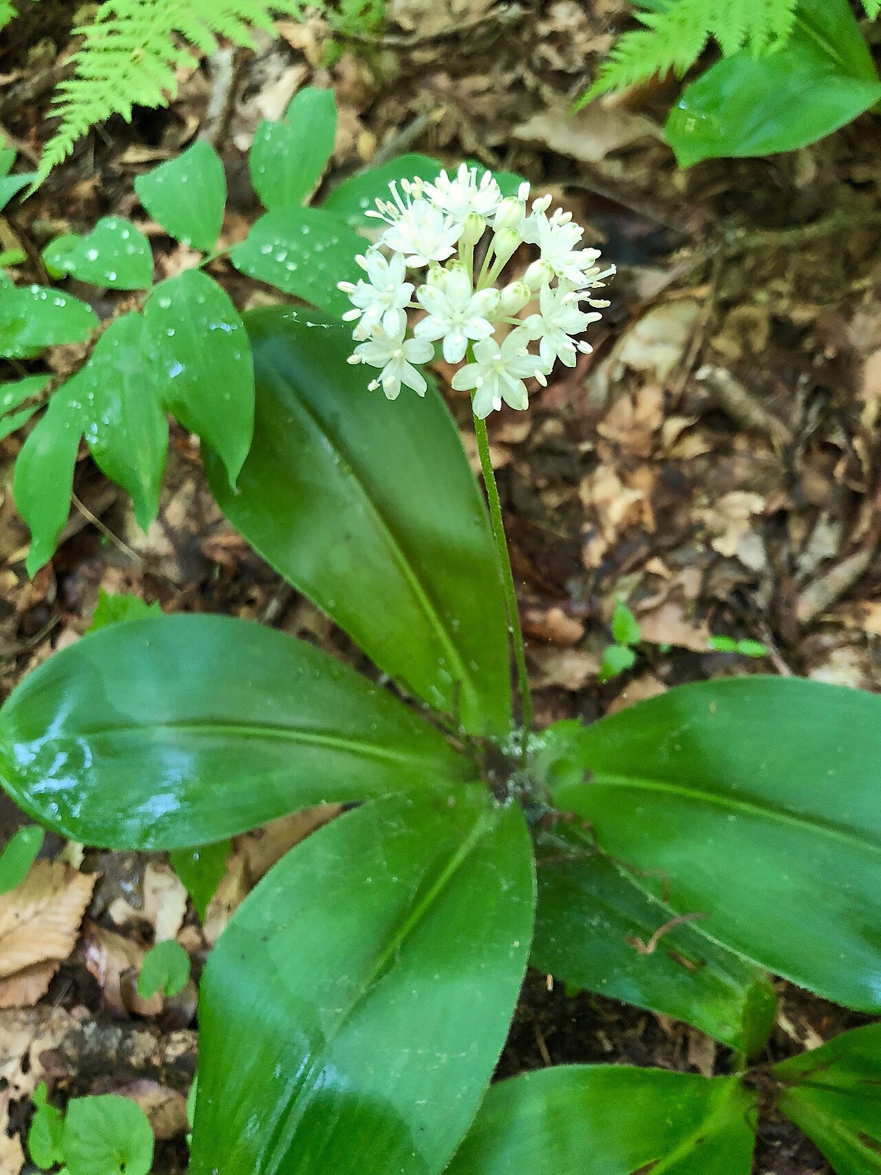 White clintonia: Clintonia umbellulata. Photo taken by Fluff Berger on 29 May 2018 at Lawrence County, PA U.S.A.