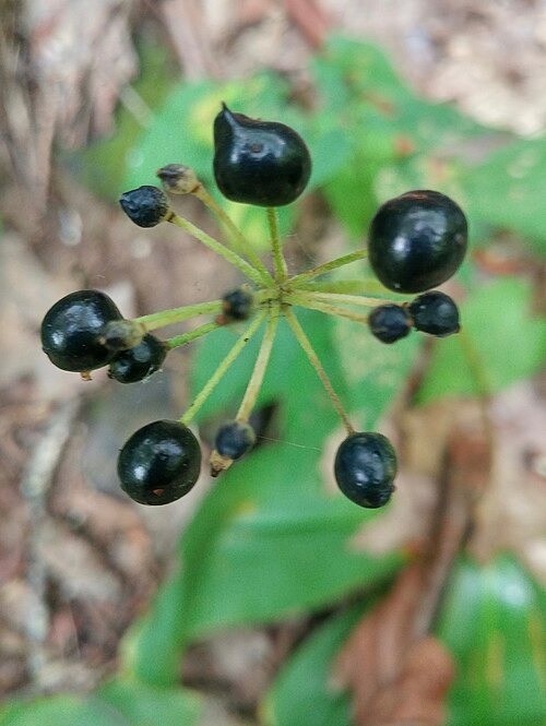 White clintonia: Clintonia umbellulata (fruiting) photo taken at Pembroke, VA USA on 2017-09-18