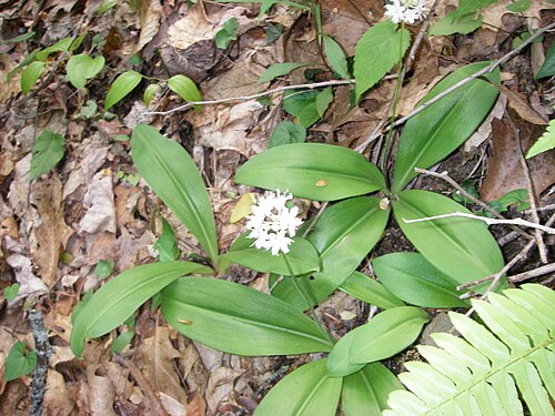 White clintonia: I personally took this pict in the GSMNP Halpaugh ( talk ) 14:34, 11 May 2011