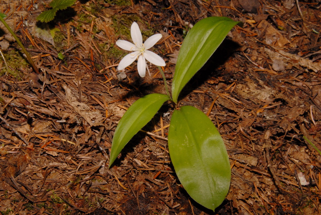 Bride's bonnet (Clintonia uniflora)
