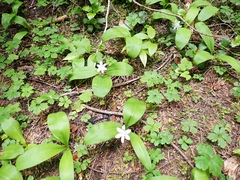 Bride's bonnet (Clintonia uniflora)