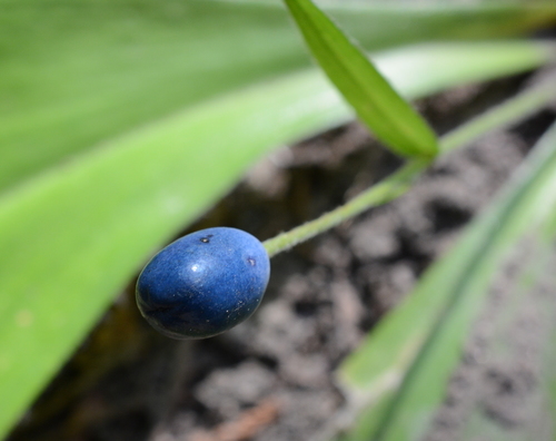 Bride's bonnet (Clintonia uniflora)