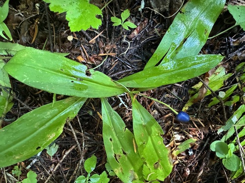 Bride's bonnet (Clintonia uniflora)